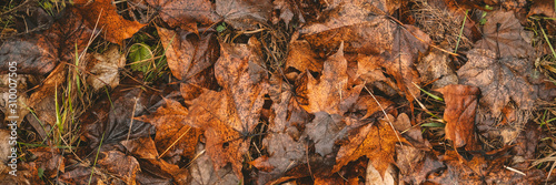 Banner of yellow and orange leaves on ground. Autumn pattern concept background