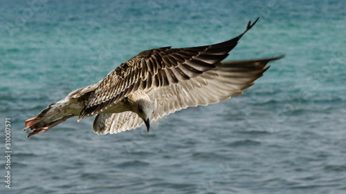 Great Black-backed Gull, immature seagull Larus Marinus flying over emerald waves of Black Sea, Feodosia, Crimea. Beautiful close-up of young seagull.