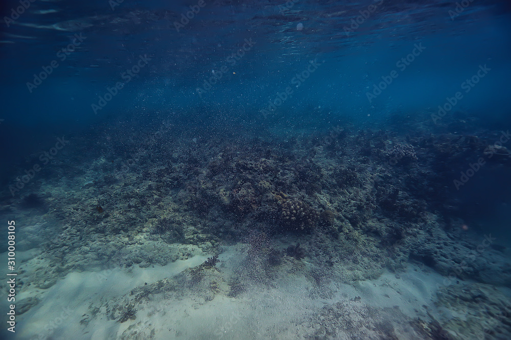 Fototapeta premium underwater scene / coral reef, world ocean wildlife landscape
