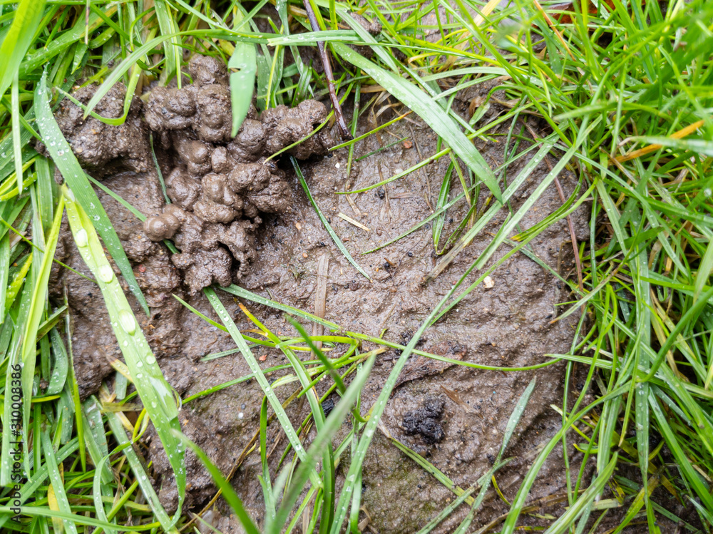 Bare lawn with soil and worm casts Bare lawn with soil and worm casts