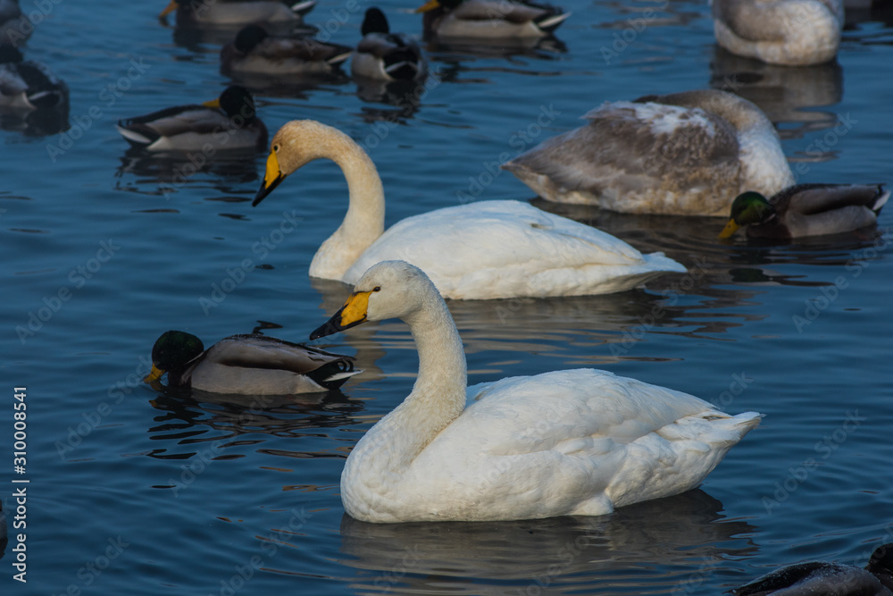 Fototapeta premium Whooper swans swimming in the lake, Altai, Russia