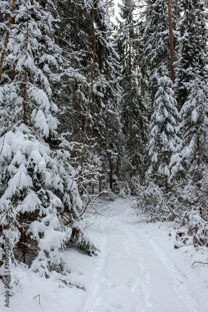 Snow covered trees and forest trail. Snow covered trees and forest trail.