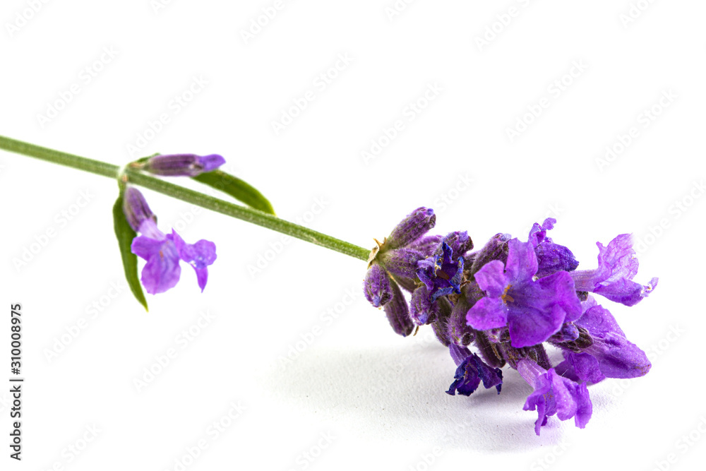 Fototapeta Flowers of violet lavender, isolated on white background