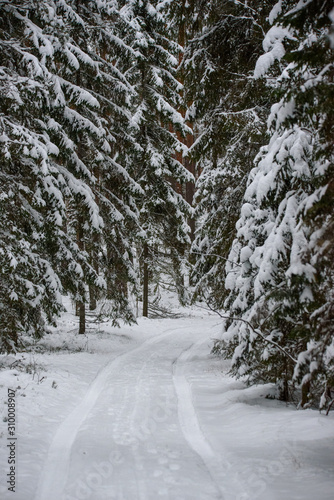 Snow covered trees and forest trail.