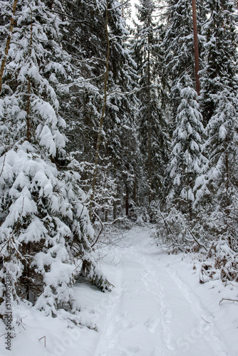 Snow covered trees and forest trail. © Gints