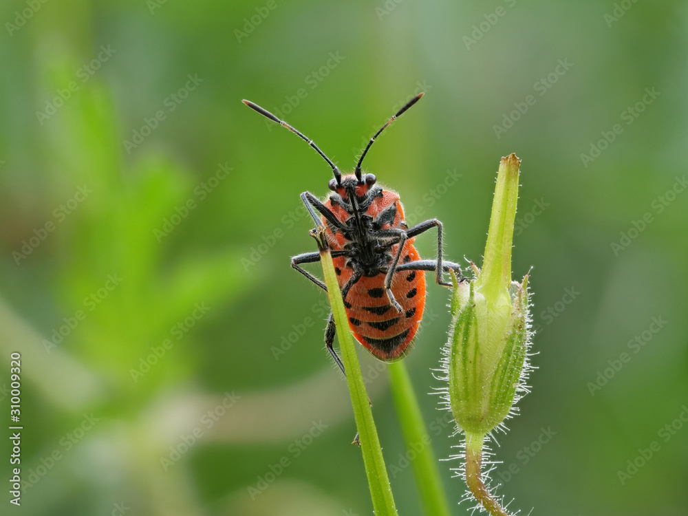 Eine rotschwarze Wanze mit Saugrüssel, Corizus hyoscyami, sitzt auf Grashalmen, viel Tiefenschärfe und unscharfer Hintergrund Eine rotschwarze Wanze mit Saugrüssel, Corizus hyoscyami, sitzt auf Grashalmen, viel Tiefenschärfe und unscharfer Hintergrund