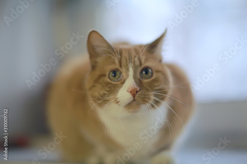 ginger cat / cute pet beautiful cat, red ginger © kichigin19