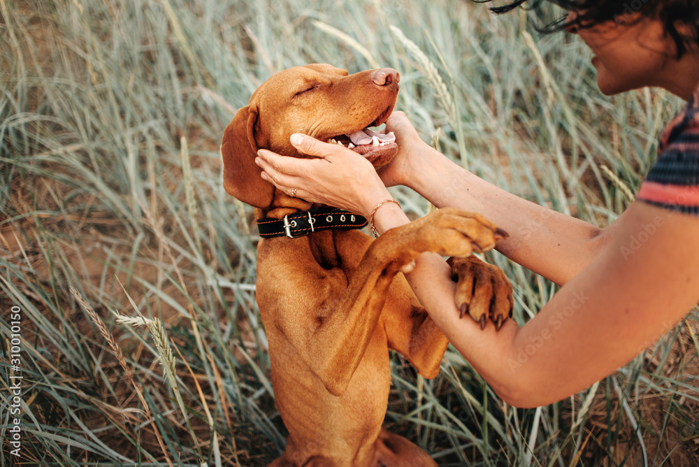 Happy vizsla outlet