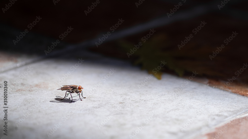 Close up of fly in floor, eyes and wings details Close up of fly in floor, eyes and wings details