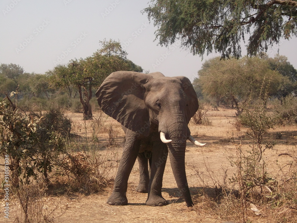 Obraz premium Elephant