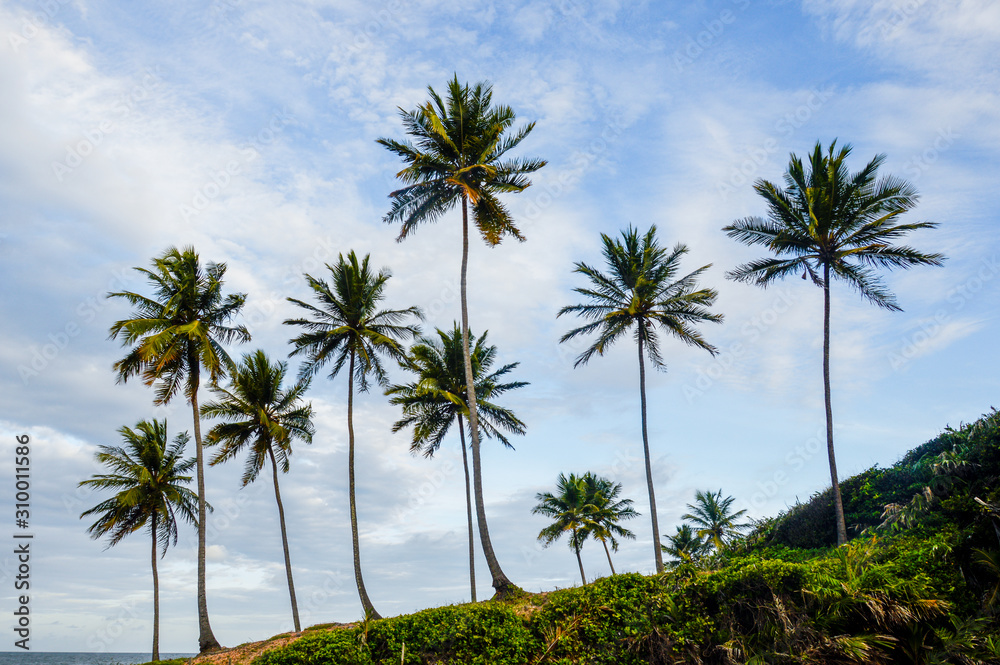 Coconut trees on the beach