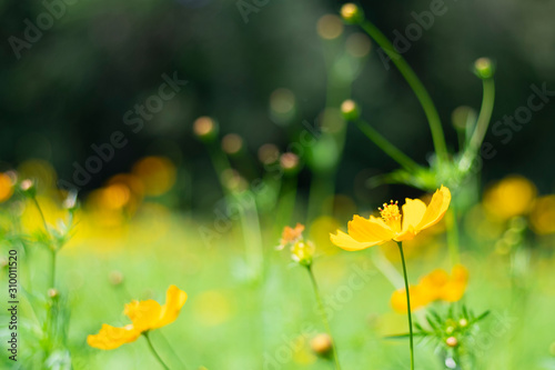 Scenery with cosmos representing autumn . yellow flower blooming in the field  vintage warm tone . free and joyful concept idea background