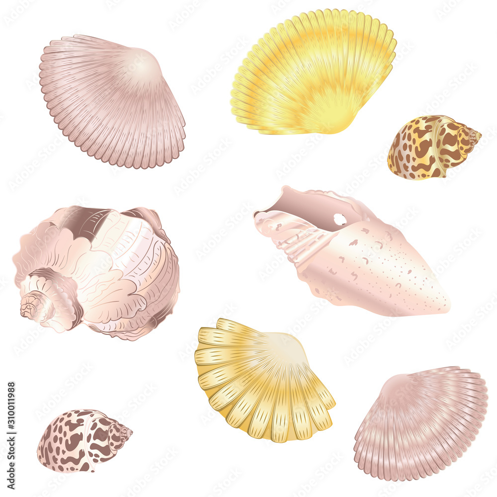 Decorative seashell set Decorative seashell set