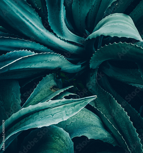 abstract agave close up