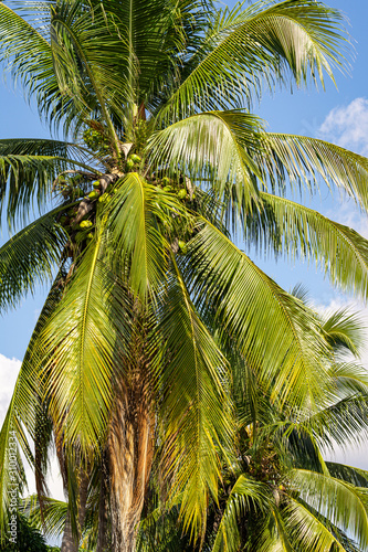 coconut palm tree on background of blue sky