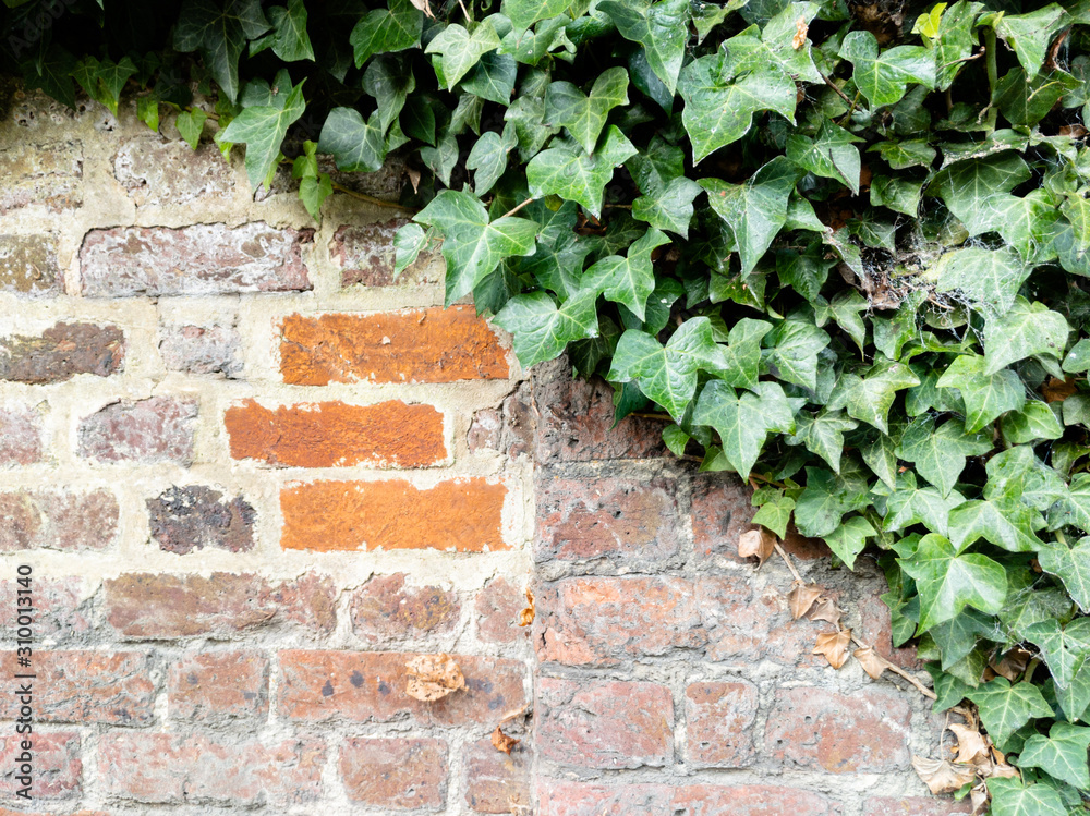 Full frame old red brick wall with ivy Full frame old red brick wall with ivy