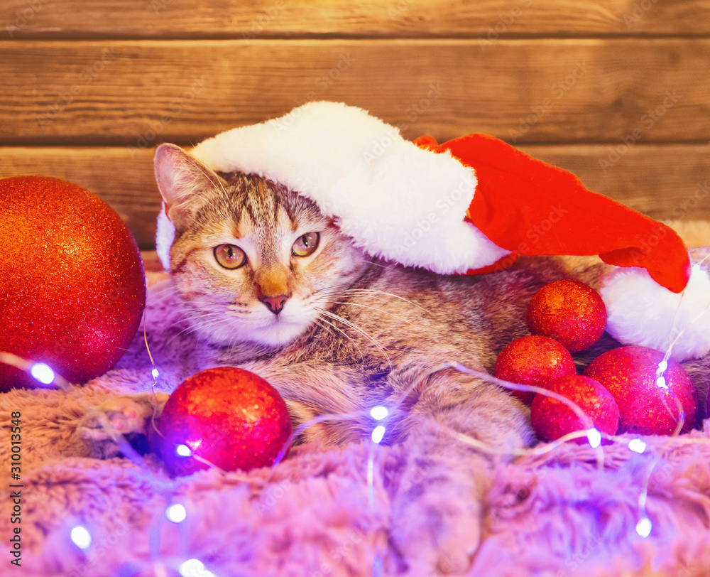 Foto Stock Christmas cute cat wearing in Santa hat looking at ...