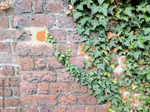 Full frame old red brick wall with ivy