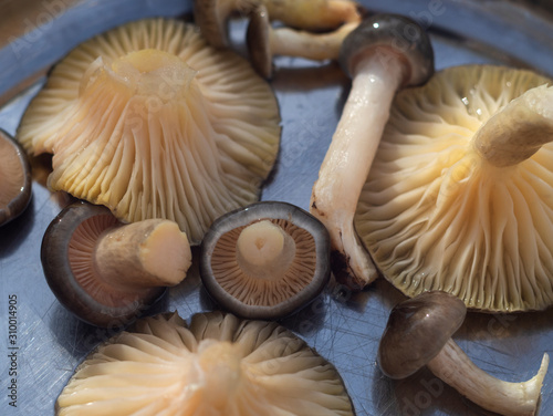 Late winter edible mushroom Hygrophorus hypothejus on metal background photo
