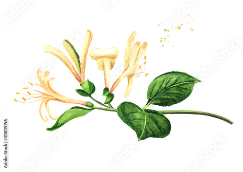 Branch of honeysuckle with flowers and leaves, Watercolor hand drawn illustration isolated on white background photo
