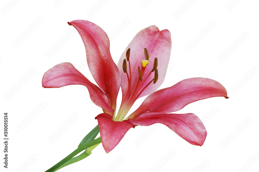 Blooming Red Lily Flower Isolated on White Background