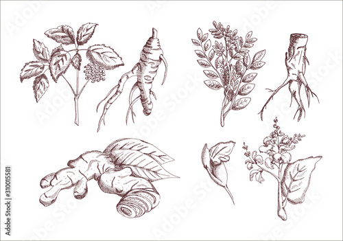 Foto Herbs Set: Ginseng, Licorice, Ginger, Sage