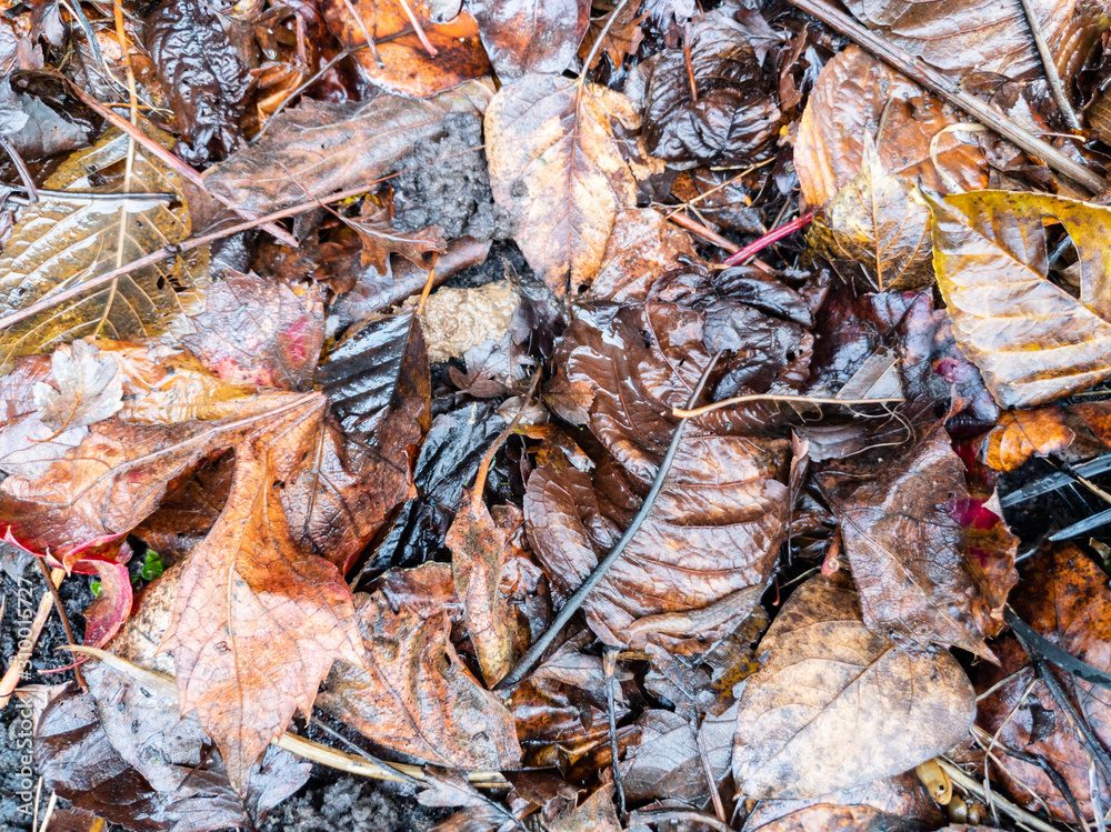 Full frame shot of dirt and leaves in the garden Full frame shot of dirt and leaves in the garden
