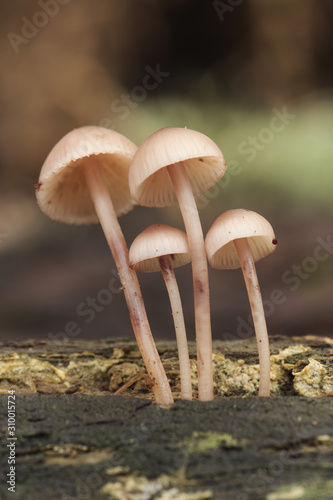 Mycena haematopus bleeding fairy helmet beautiful mushroom that grows by forming corsages on logs and decaying wood