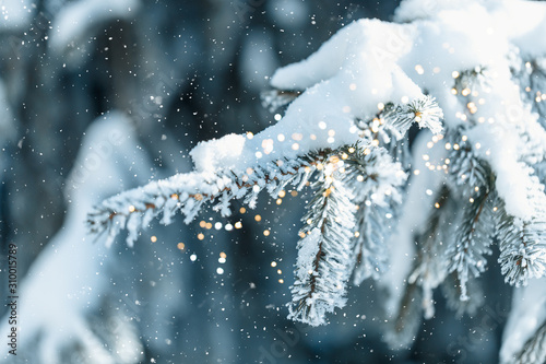 white christmas frosty tree, Merry christmas background with holiday golden bokeh. Winter day. © Anastassiya 