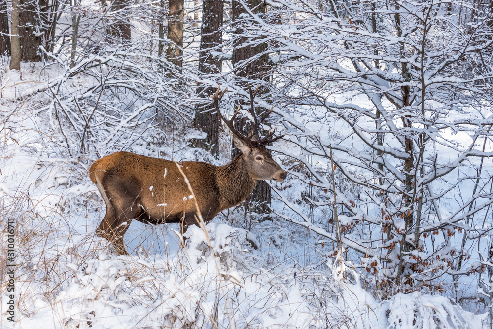 A male red deer in a forest with snow A male red deer in a forest with snow
