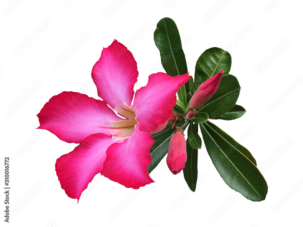 Adenium flower isolated on white background with clipping path Adenium flower isolated on white background with clipping path