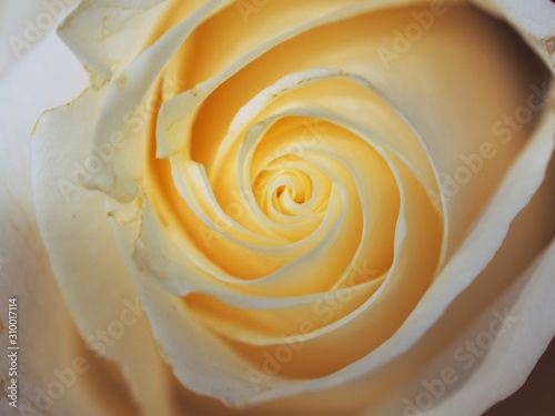 Close up of white rose