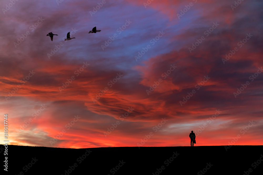 silhouette of birds in the sky