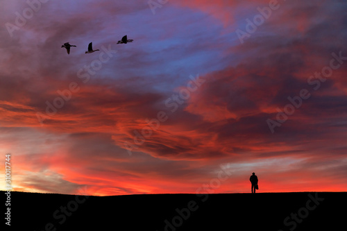 silhouette of birds in the sky