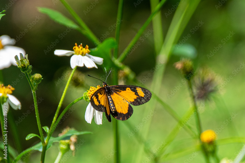 Acraea acerata (the falls acraea or small yellow-banded acraea) resting of a flower in Entebbe, Uganda Acraea acerata (the falls acraea or small yellow-banded acraea) resting of a flower in Entebbe, Uganda