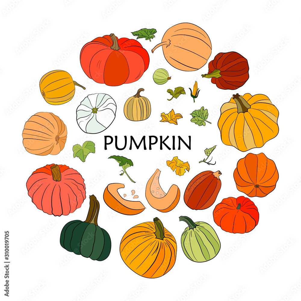 Obraz Vector hand drawn big set of colorful pumpkins, with leaves and flowers in the form of a circle. Isolated pumpkins. Organic sketched vegetarian objects. Use for restaurant, menu, grocery, market, par