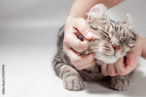 Obraz na plátně Happy cat lovely comfortable sleeping by the woman stroking hand grip at