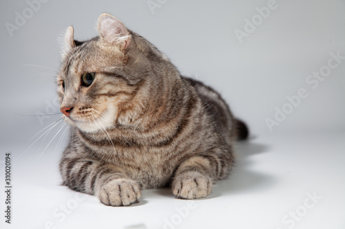 American curl cat Silver tabby color Which ears, roll cute ginger kitten in the fluffy pet Poses comfortably is happy. Cat breed originated from American Curl cat and American Short Hair cat breeder.