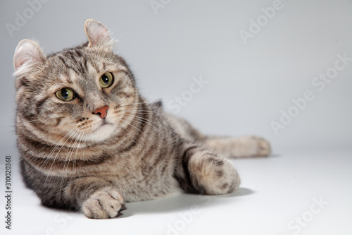 American curl cat Silver tabby color Which ears, roll cute ginger kitten in the fluffy pet Poses comfortably is happy. Cat breed originated from American Curl cat and American Short Hair cat breeder. © Nitiphonphat