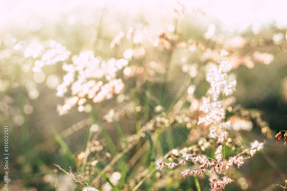 Dry grass at sunset