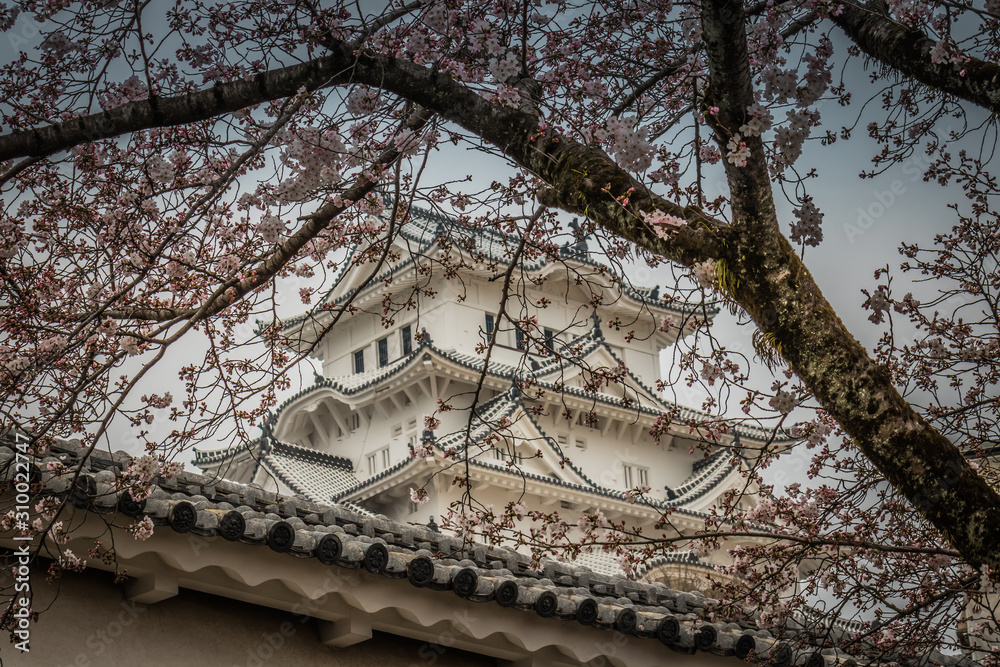 Japan: blooming sakura and world famous Himeji Castle Japan: blooming sakura and world famous Himeji Castle
