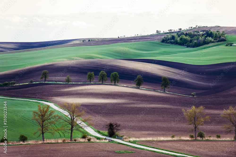 Spectacular landscape with different color wavy textured rural blooming fields