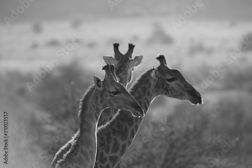 Canvas Print Grey scale shot of a group of giraffes captured in the desert