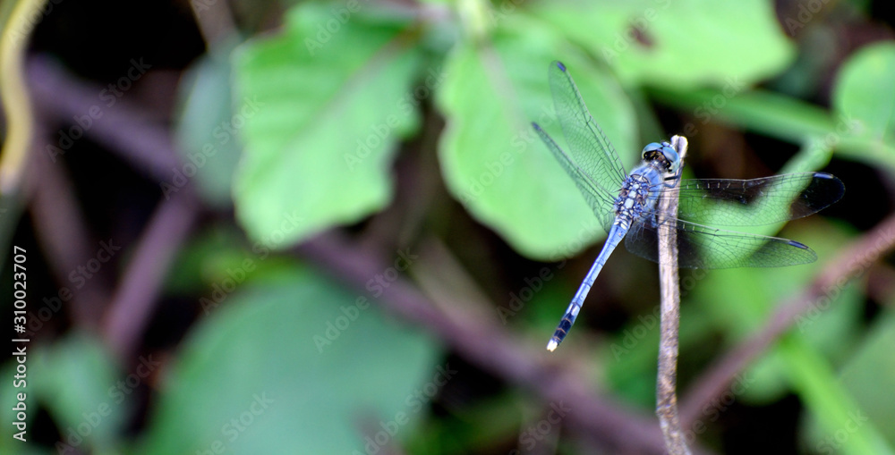 blue dragonfly on a branch