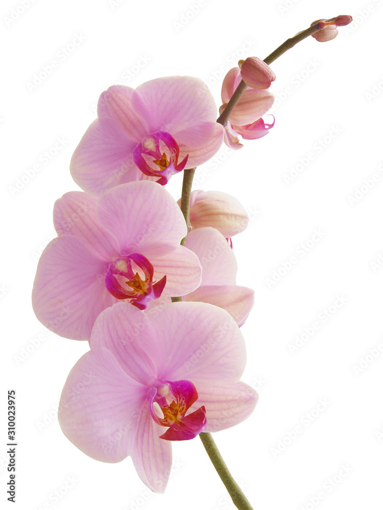 pretty pink orchid Phalaenopsis close up isolated - obrazy, fototapety, plakaty 