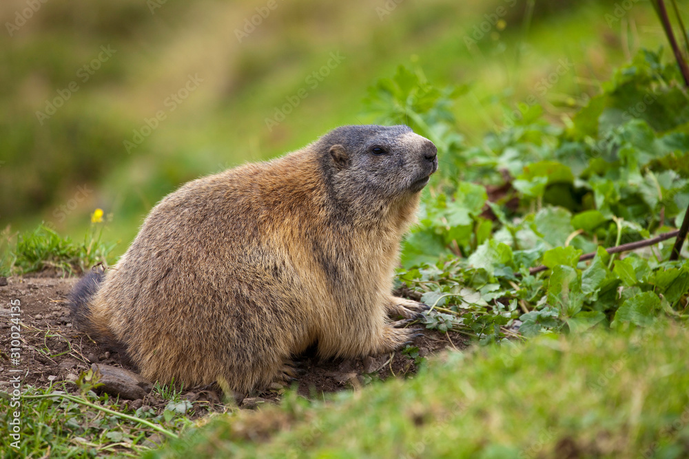 Unsere heimischen Murmeltiere Unsere heimischen Murmeltiere
