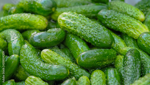 Background of green fresh cucumbers. Macro photography of green cucumbers close up