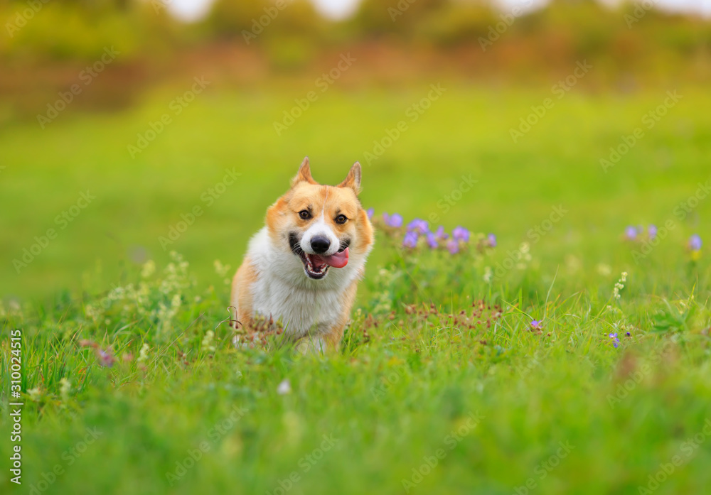 cute ginger Corgi dog puppy runs merrily across a green bright meadow on a Sunny summer day with his tongue sticking out cute ginger Corgi dog puppy runs merrily across a green bright meadow on a Sunny summer day with his tongue sticking out