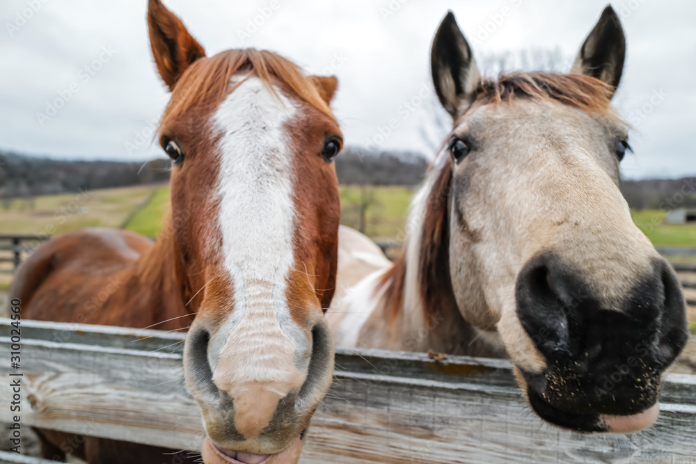 portrait of horse portrait of horse
