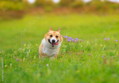 cute ginger Corgi dog puppy runs merrily across a green bright meadow on a Su...